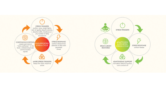 how adaptogens intervene